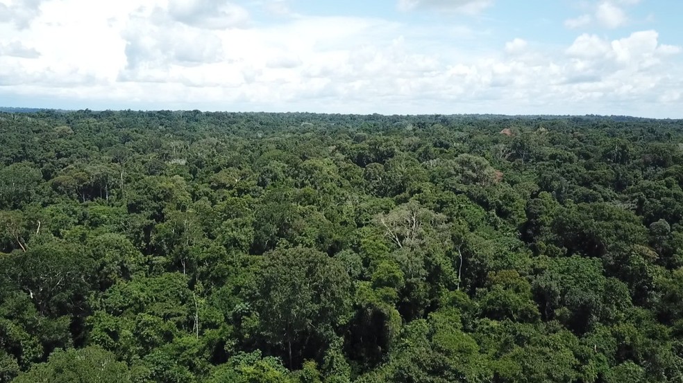 Estima-se que a terra preta esteja presente no solo de 0,1 a 10% da bacia amazônica. — Foto: Reprodução EPTV