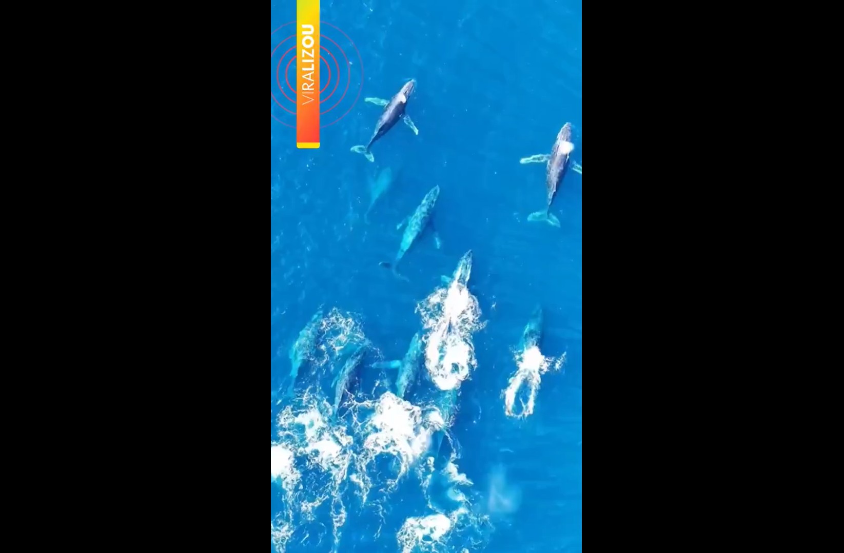 Marinheiro registra o maior grupo de jubartes em 4 anos de vídeos no mar de Arraial do Cabo: 'minha melhor cena até hoje'