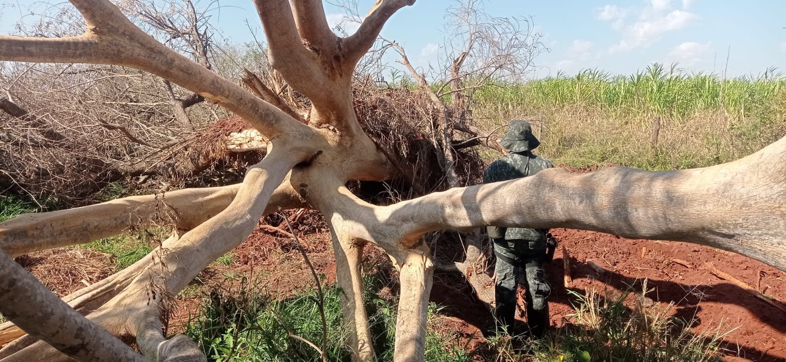 Dono de fazenda é multado em R$ 500 mil por cortar árvores nativas da Mata Atlântica em Barbosa