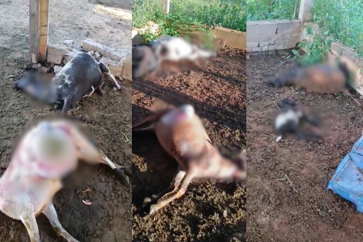 Nove carneiros morrem após ataque  em Etec de Adamantina: 'Aparenta ser comportamento de onça-parda', diz Polícia Ambiental  