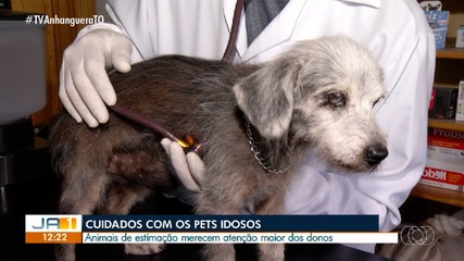 Veterinário ensina a reconhecer os sinais de envelhecimento dos pets