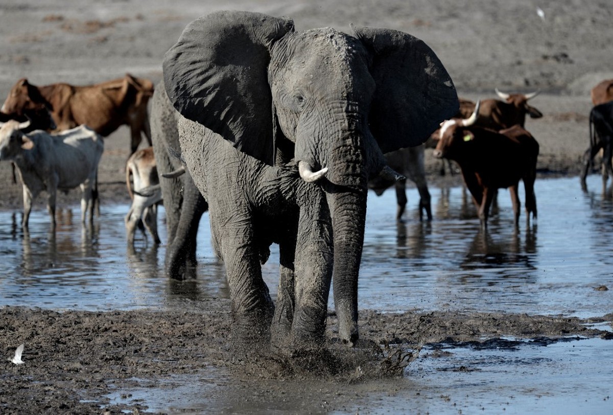 Why Botswana threatens to send 20,000 elephants to Germany: 'It's not a joke' |  world
