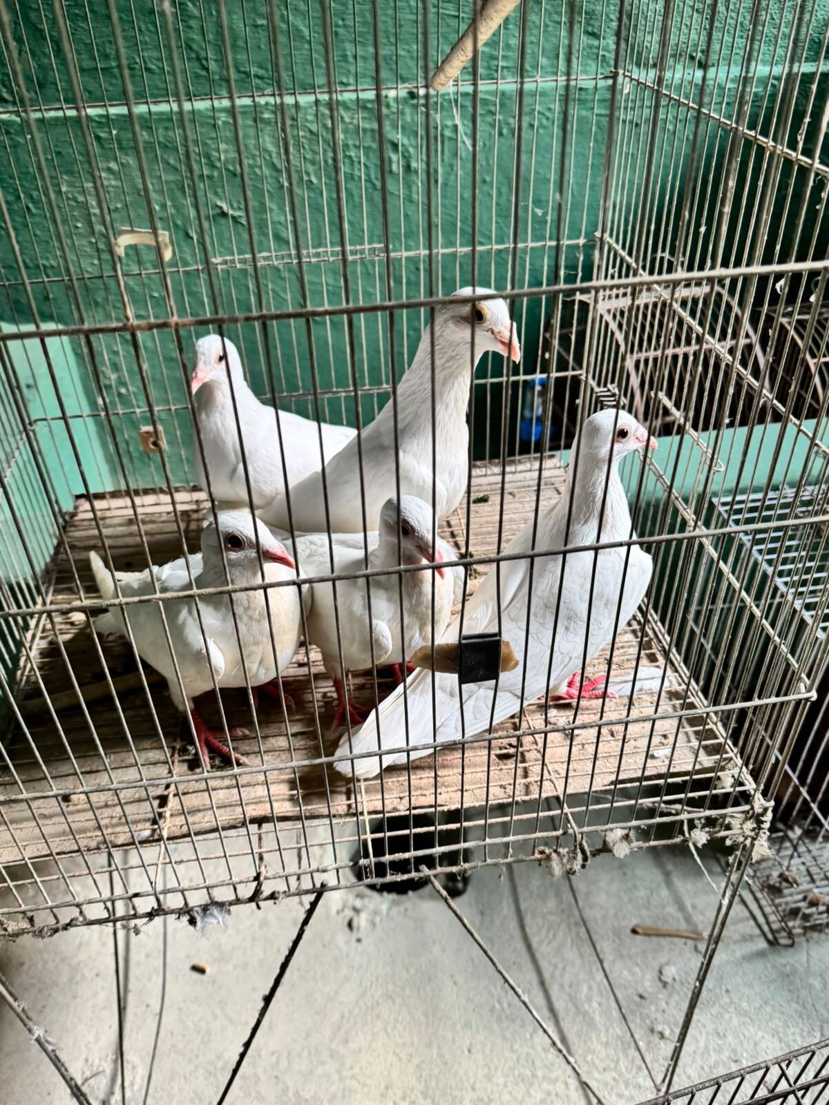 173 animais são resgatados em situação de maus-tratos em Volta Redonda