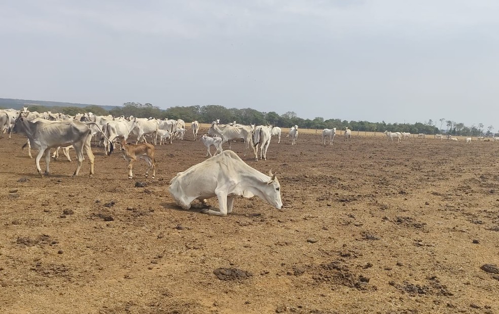 MP aciona fazendeiro por maus-tratos a 2 mil cabeças de gado em MT — Foto: Polícia Militar