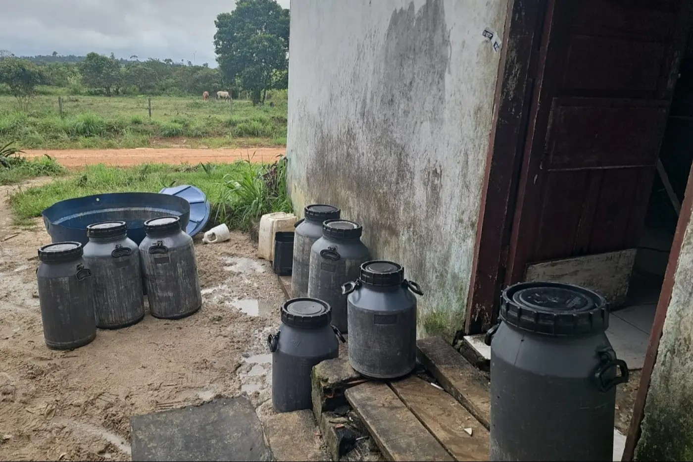 Três queijarias clandestinas são interditadas em operação no Pará