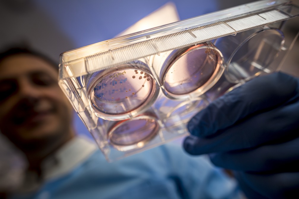Muotri segura placas de Petri com minicérebros, organoides cerebrais humanos derivados de células-tronco. — Foto: Alysson Muotri/Arquivo Pessoal