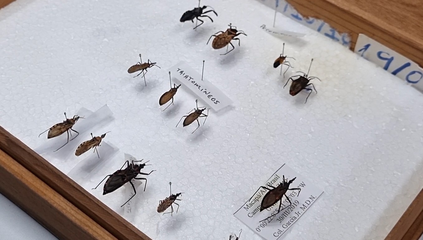 Doença de Chagas no Amapá: entenda como funciona a contaminação pelo barbeiro