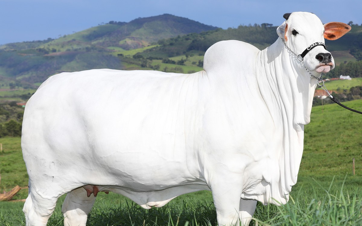 Nelore cow from Goiás valued at R$ 21 million has a Guinness record as the most expensive female bovine in the world
