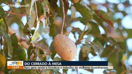 Castanha de baru gera renda e fortalece o trabalho de mulheres tocantinenses
