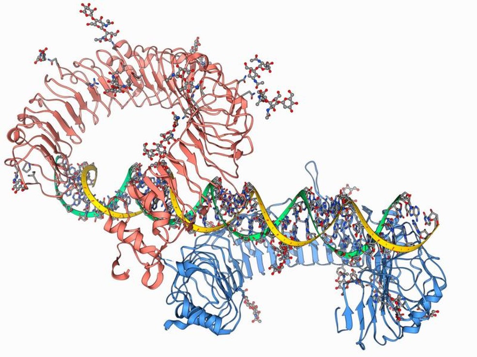 Embora a existência de genes receptores do tipo Toll já fosse conhecida, foi o trabalho de Lemaitre e seus colegas que encontraram relação com o sistema imunológico — Foto: GETTY IMAGES via BBC