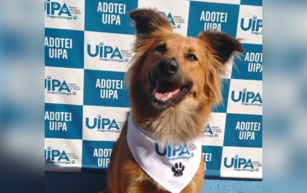 2 de 9
Capi foi resgatado em 2014, ele estava com os outros filhotes abandonados em um lix&atilde;o desativado de Itapetininga &mdash; Foto: Arquivo pessoal/Fernanda Nery