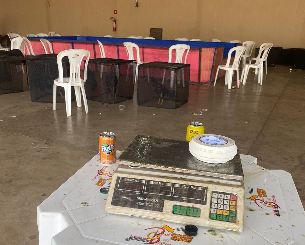 Polícia encontra 16 galos e arenas de rinha em chácara na zona rural de Prata
