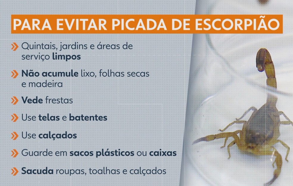 Dicas para evitar acidentes com escorpiões. — Foto: Reprodução