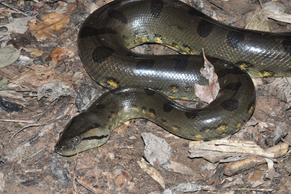 Serpentes Angolanas - Diversidade, importância e perigosidade