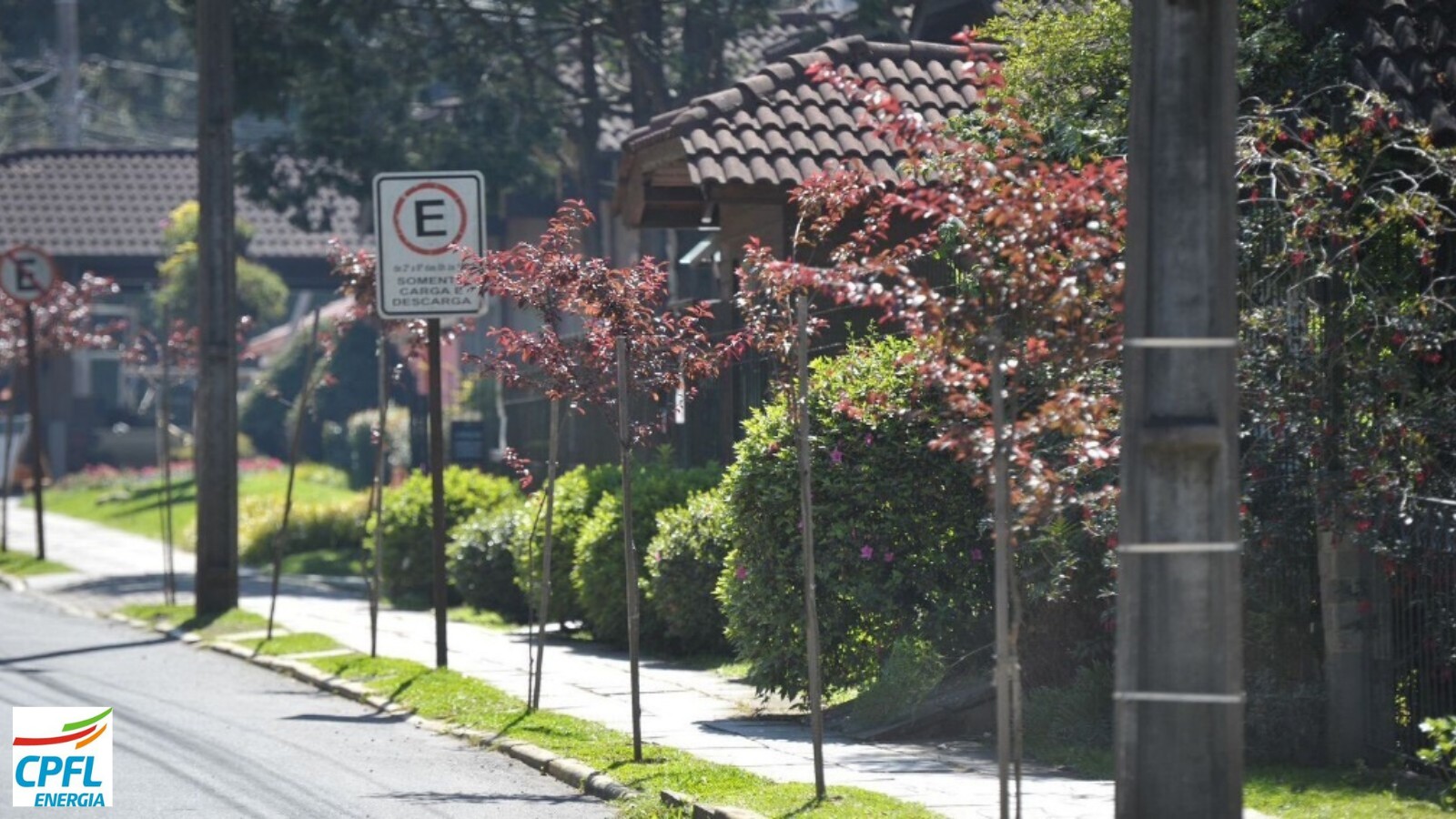 Revitalização da arborização urbana previne riscos e preserva o meio ambiente