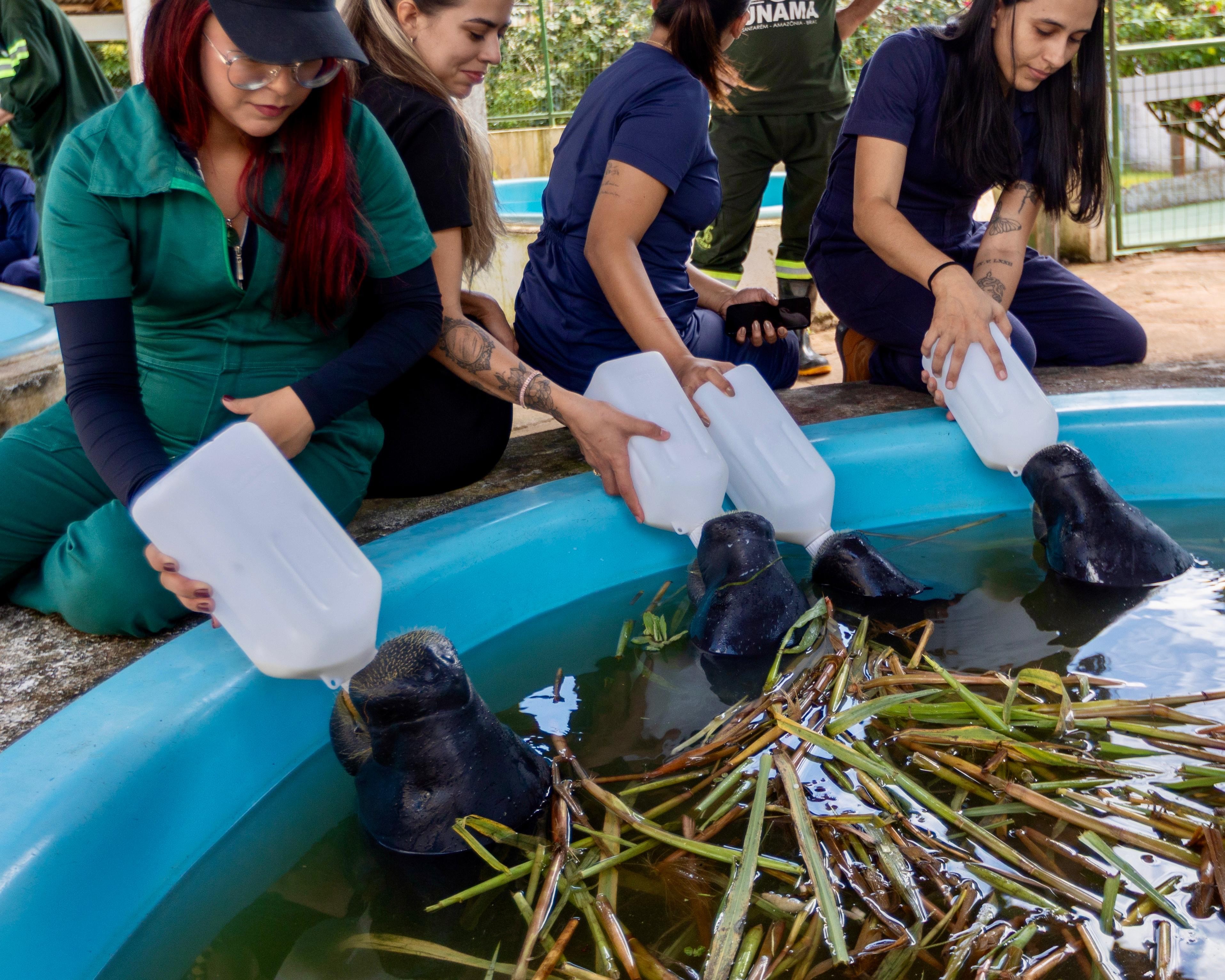 Em Santarém, universitários aprendem na prática sobre fauna e conservação ambiental