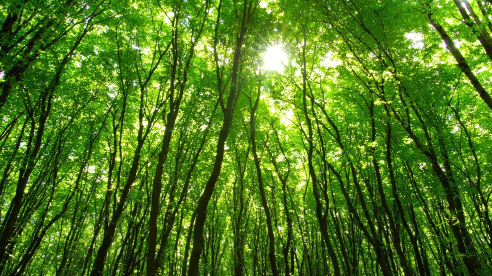 Lavoura-floresta com 117 mil árvores dentro da produção do café em Minas - Crédito: Freepik