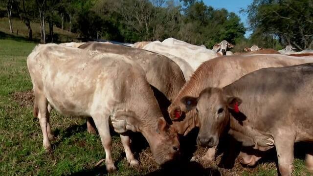 Pesquisadores estudam fortalecer pecuária de corte no Paraná através de avaliação genética   