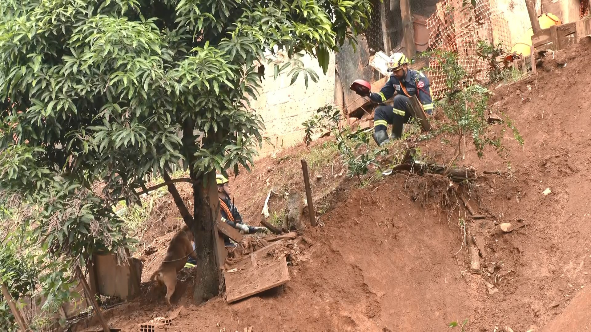 Mais de 30 animais são resgatados em Juiz de Fora e região em meio à tragédia; veja histórias