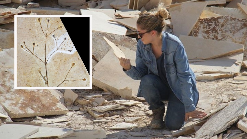 Doutora Flaviana Lima classifica o fóssil da planta como uma imagem que retrata a região nordestina há 120 milhões de anos — Foto: Arquivo pessoal