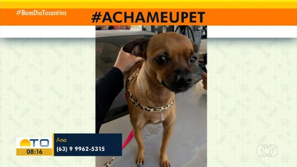 Tutora procura cachorrinha que desapareceu no setor Jardim Paulista em Palmas