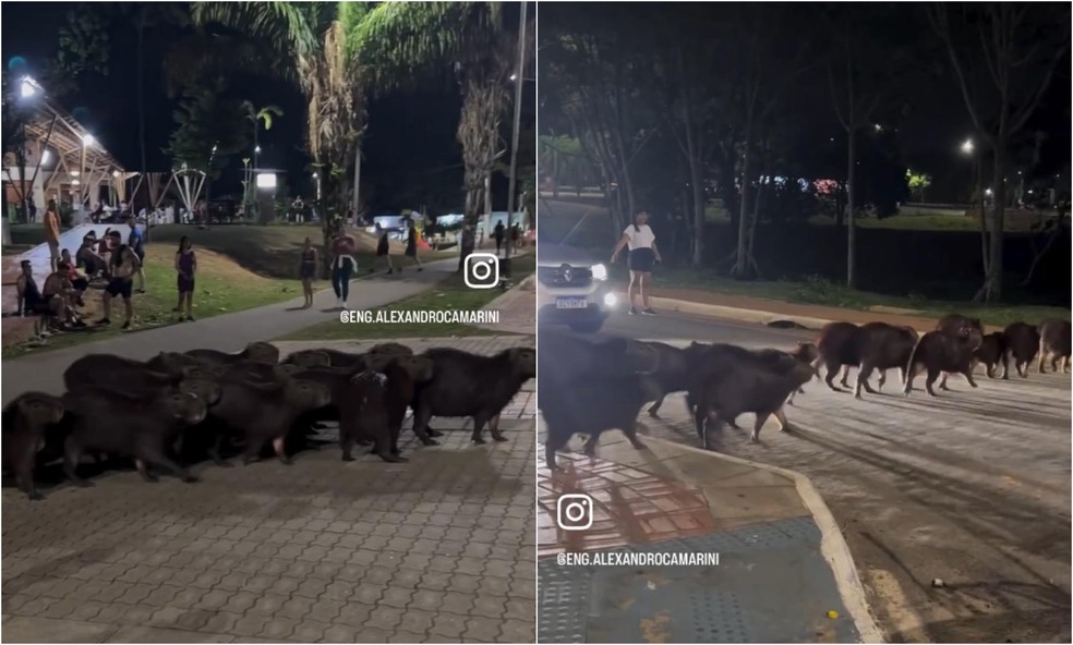 Grupo de capivaras atravessa rua em fila e para o trânsito em Rio Branco;  vídeo | Acre | G1