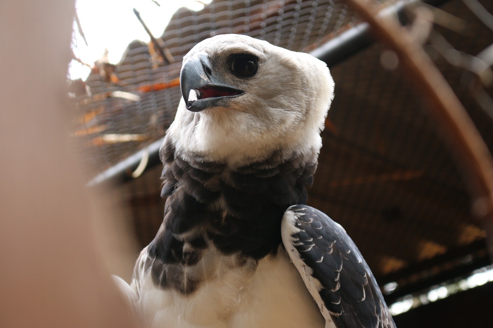 Harpia Katrina Chega ao Zoo para Reforçar Conservação de Aves de Rapina