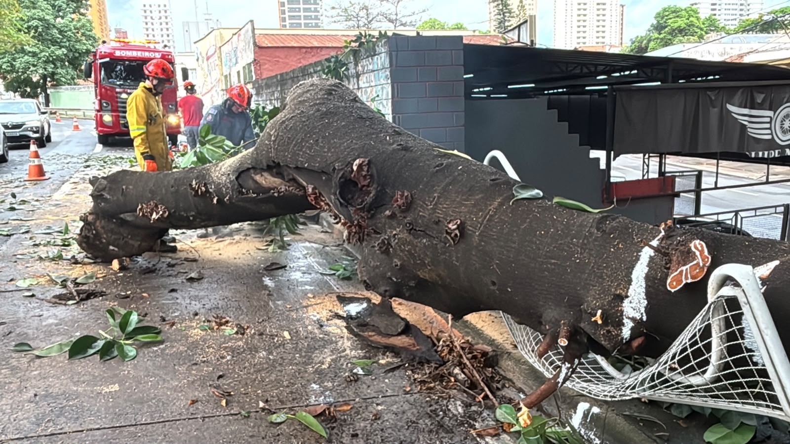 Galho de falsa-seringueira cai e atinge carro na Avenida Armando de Salles de Oliveira em Piracicaba; veja imagens
