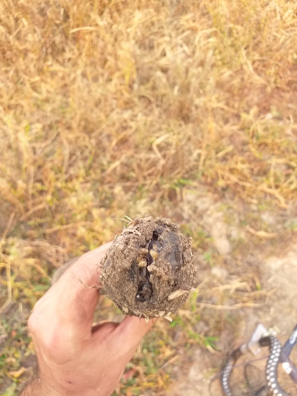 As piramboias so peixes que possuem placas dentrias muito rgidas quando adultas, ingerindo boa parte dos seus alimentos, inicialmente, por suco  Foto: Leandro Bareiro Guiaz/iNaturalist
