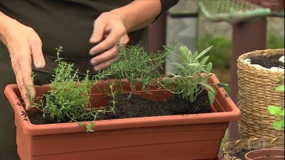 Especialistas dão dicas de como cultivar uma horta em casa — Foto: Reprodução/TV Globo