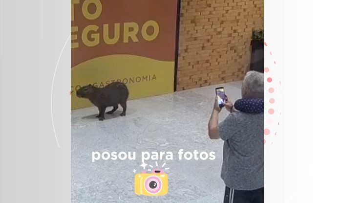 Capivara entra, 'passeia' e 'posa para foto' no aeroporto de Florianópolis; VÍDEO