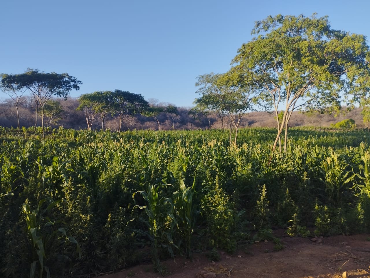 Ex-prefeito é preso suspeito de financiar plantação de maconha com mais de 60 mil plantas
