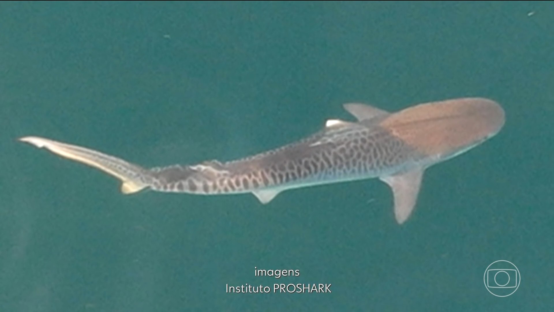 Quase 100 tubarões-tigre são identificados na baía de Ilha Grande, no RJ