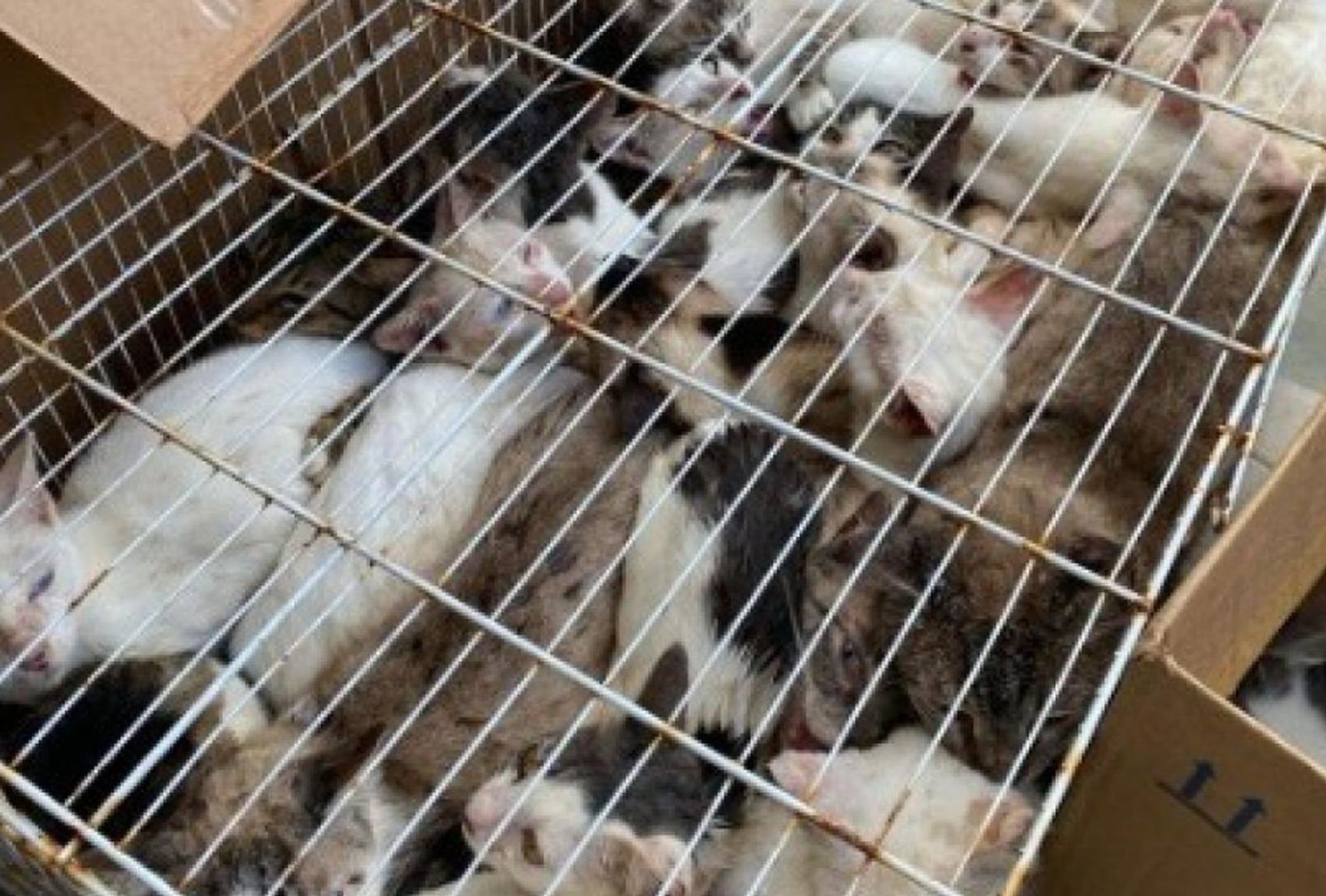 30 gatos são abandonados em gaiola na Zona Sul de Aracaju 
