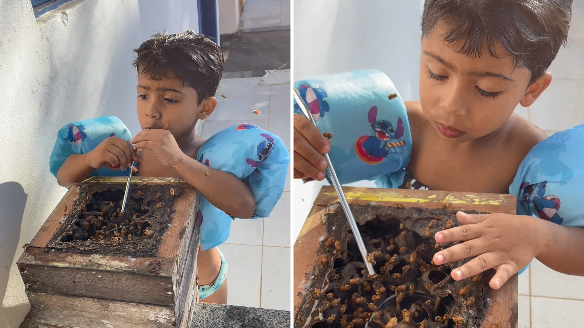 Menino de 4 anos toma mel direto da colmeia e viraliza: 'é o pet dele', diz pai