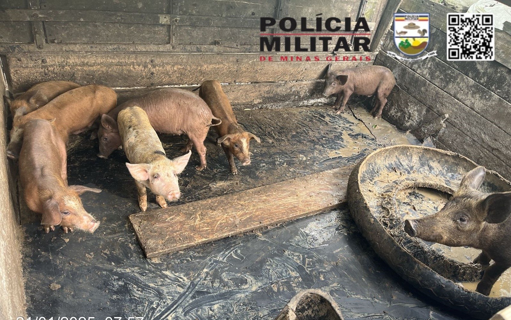 Homem é detido e multado por maus-tratos a animais e causar poluição em Pouso Alegre, MG