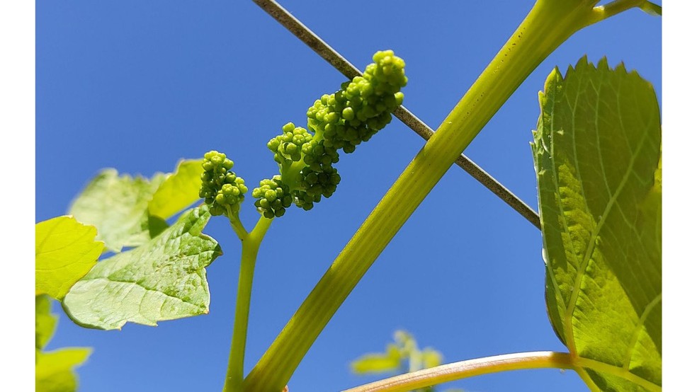 É preciso conhecer bem a planta e não apostar apenas em produtos que se vendem como 'mágicos' para obter resultado com baixo custo. — Foto: Aline Oliveira/Vereda Comunica