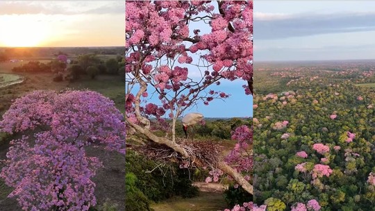 Pantanal se 'veste' de rosa com florada dos ipês; veja vídeo - Imagens aéreas captadas pelo empresário Renato Rondon mostram o Pantanal tingido de rosa com a florada dos ipês.