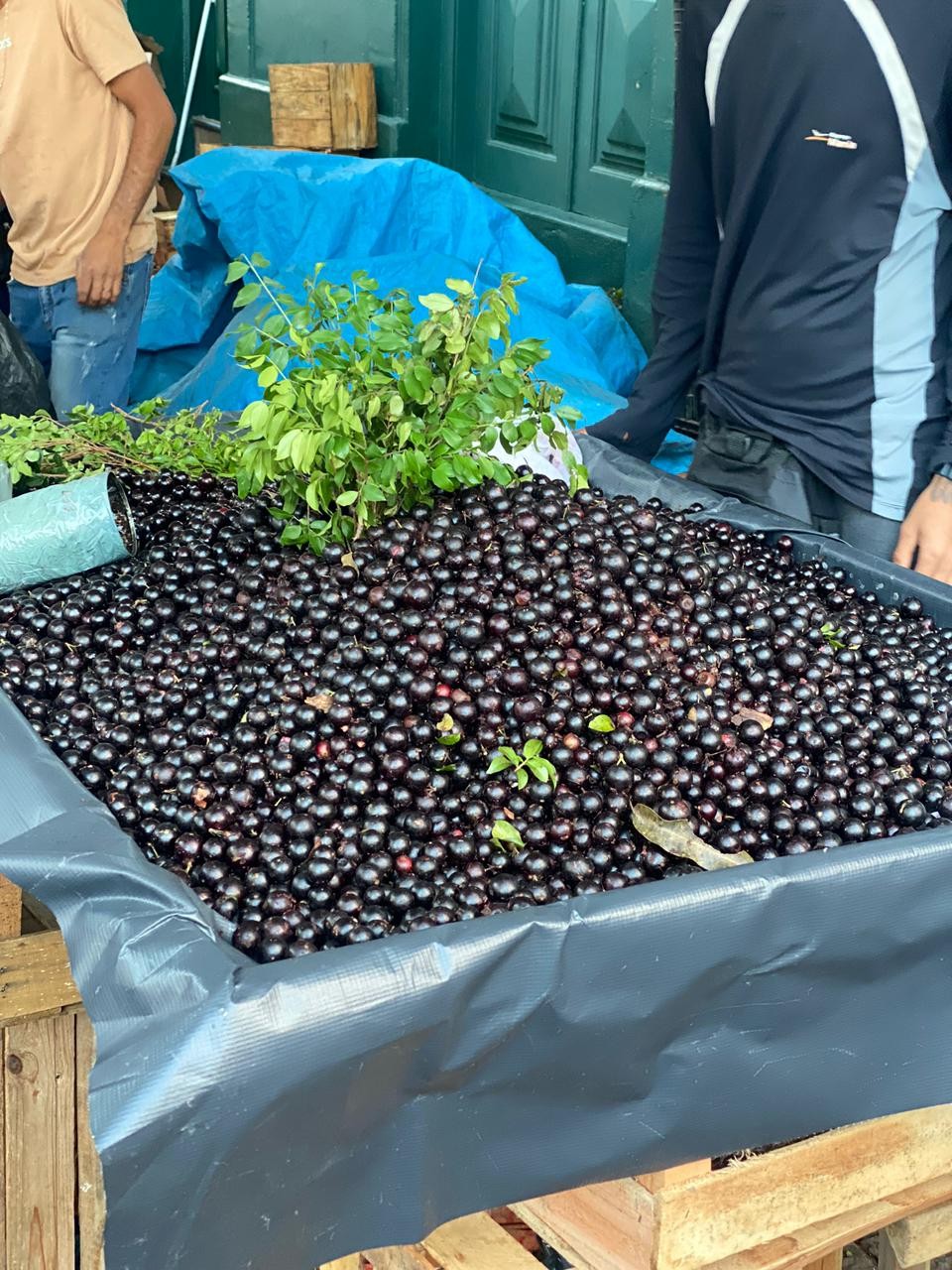 'Ouro negro de Minas': Festival da Jabuticaba de Sabará começa nesta quinta-feira e vai até domingo