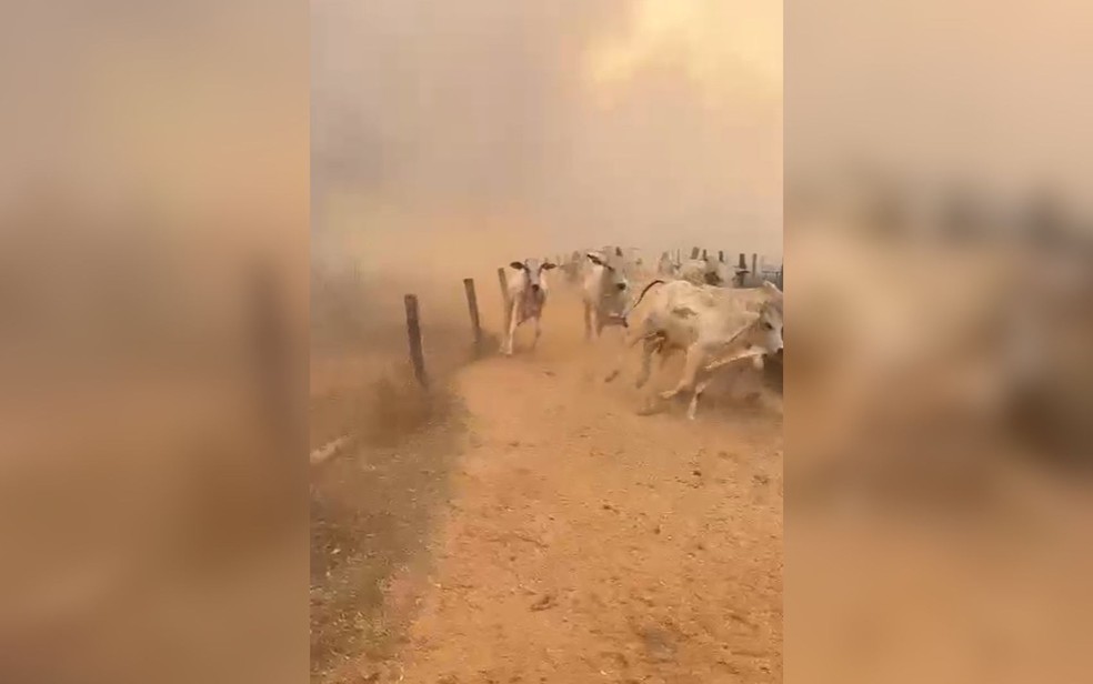 Gado foge de incndio em fazenda, em Gois — Foto: Reproduo/rioverdegoias