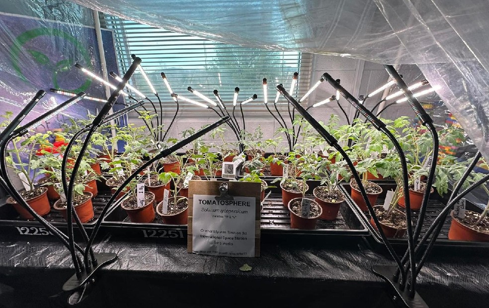 Projeto ‘Tomatosfera’ é desenvolvido em conjunto com a Diretoria de Ensino da região de Jaú e a escola norte-americana Stem Early High School, da Carolina do Norte — Foto: Stem Early High School/Reprodução