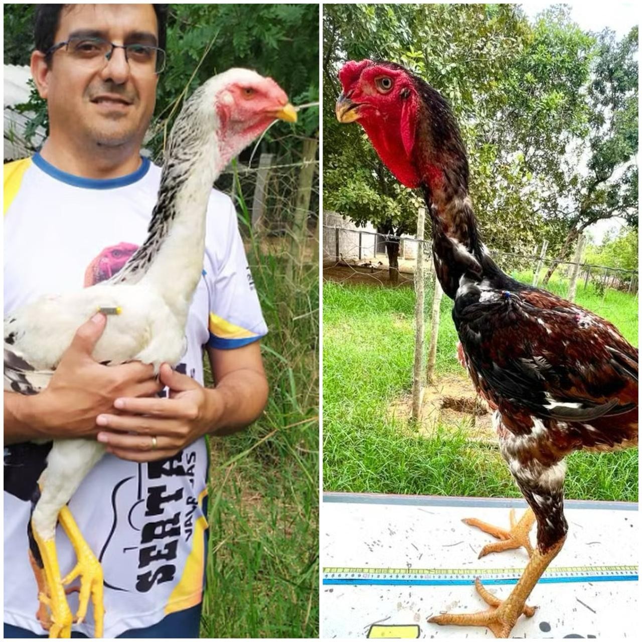 Criador de galos gigantes exibe aves que chegam a um metro de altura e podem custar até R$ 10 mil