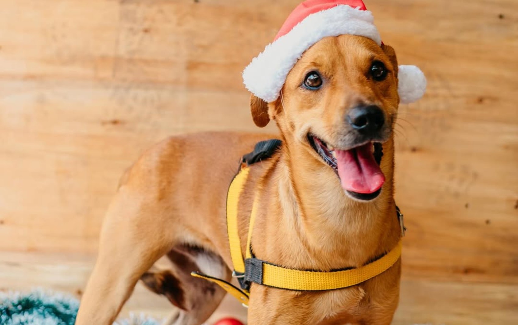 Após participar de quatro feiras de adoção, cachorro segue sem lar e história emociona: ‘Entendeu que é invisível’