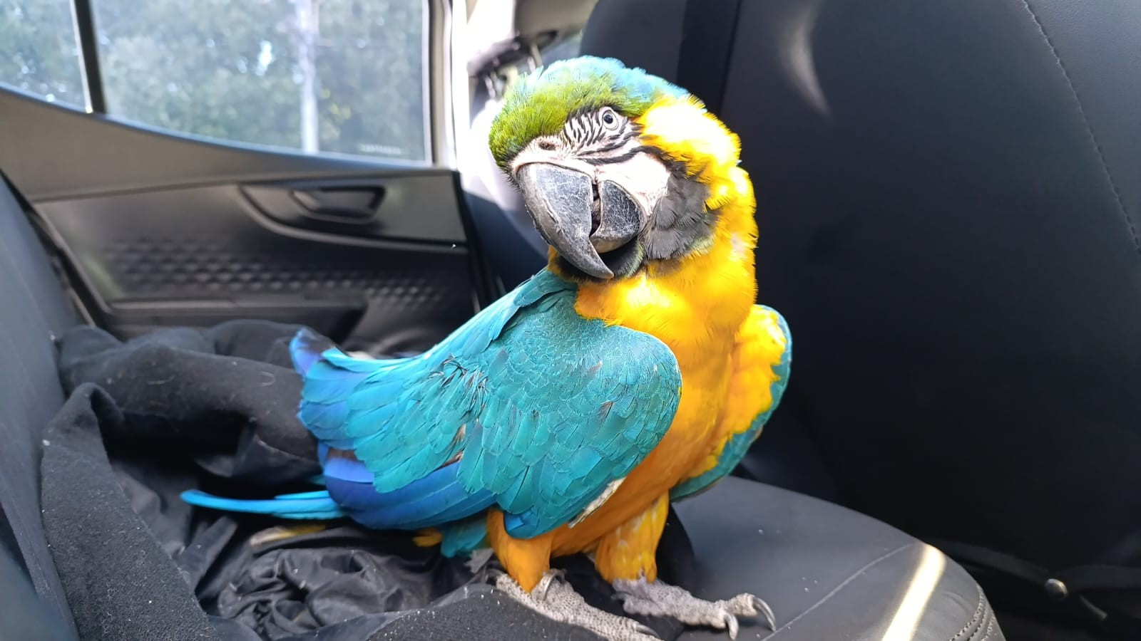 Arara-canindé é resgatada em Barra Mansa; prefeitura suspeita de tráfico de animais
