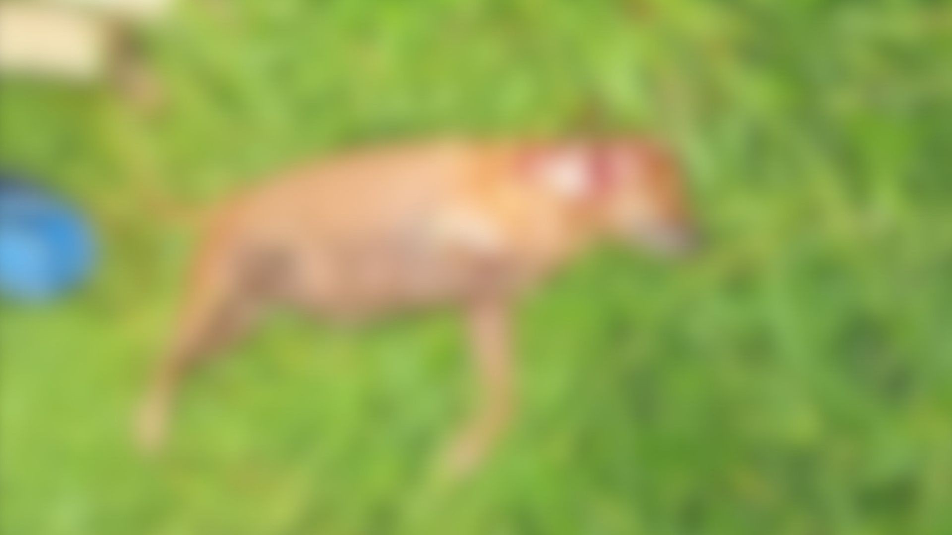Cachorra é encontrada morta com pata decepada, glândulas mamárias arrancadas e sinais de espancamento na cabeça em Votuporanga