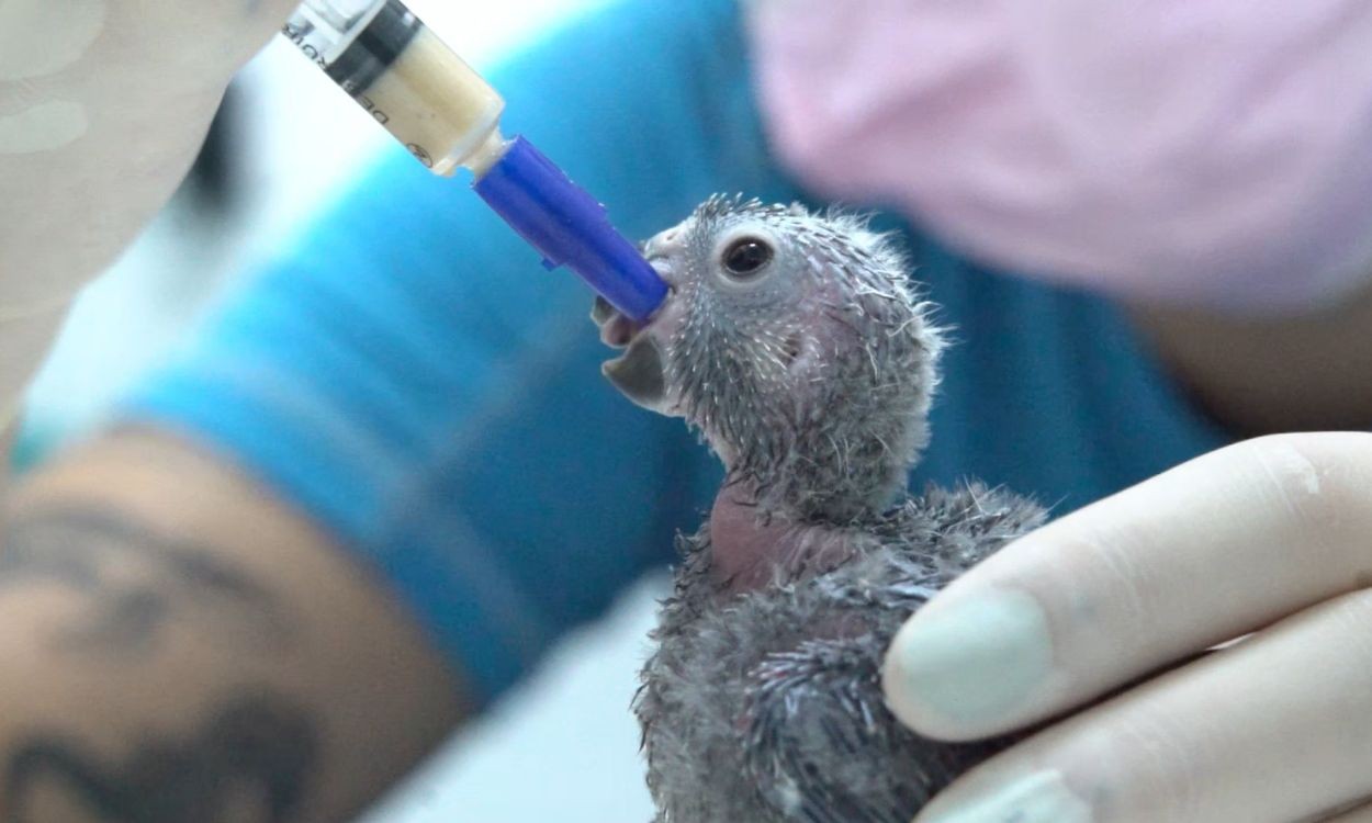 Bióloga se emociona ao ver no campo aves que ajudou a criar para salvar da extinção