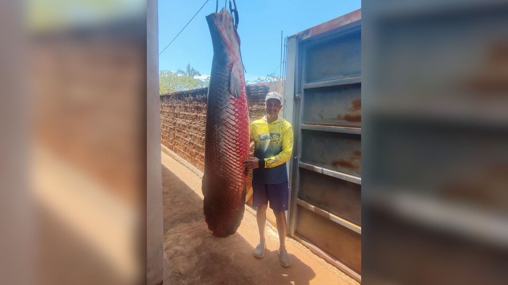 Pescador bate próprio recorde ao capturar pirarucu de 160 quilos e 2,5 metros: 'Foi uma briga boa'