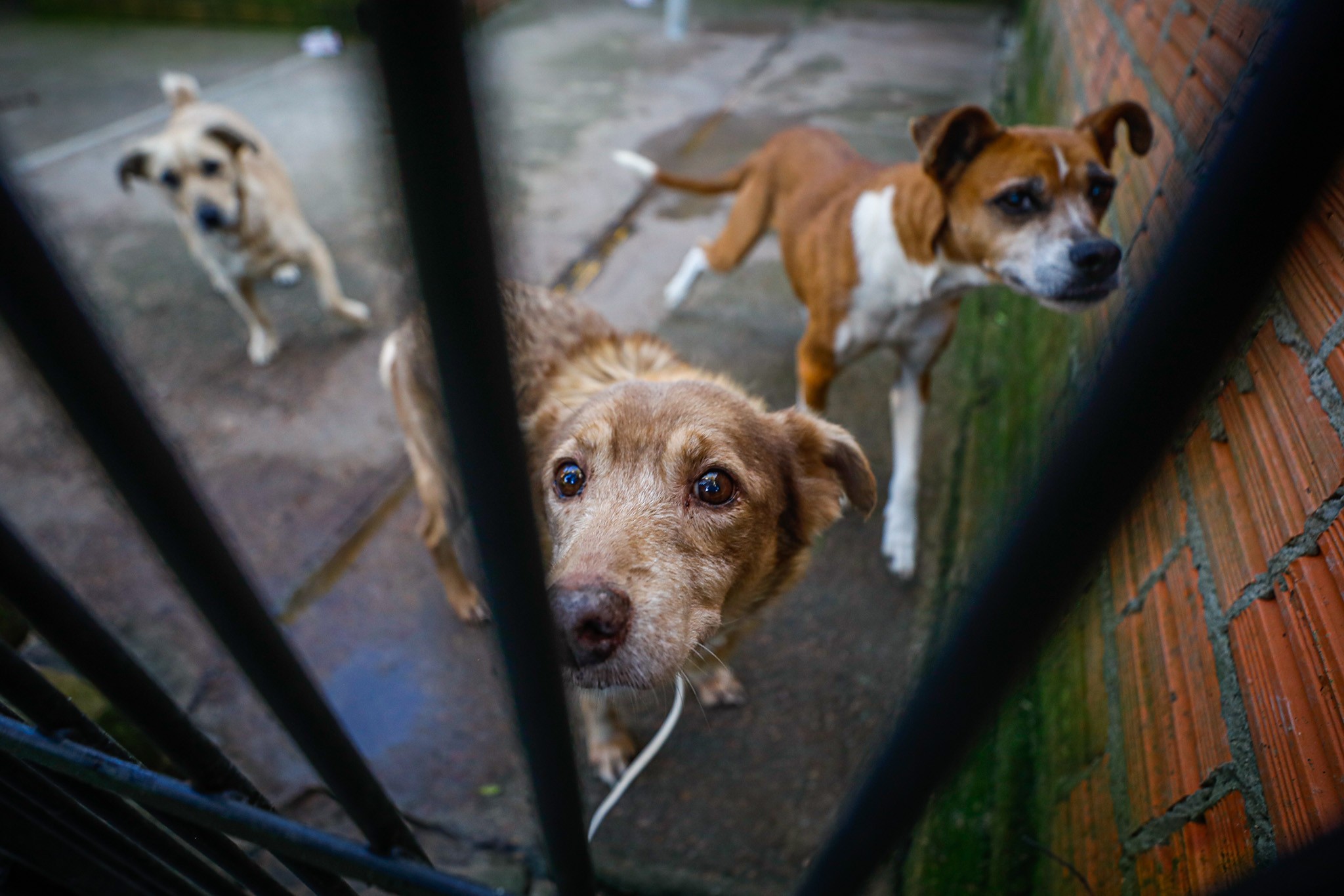 Quer adotar um pet? Saiba onde encontrar canis públicos e atendimento em Porto Alegre e Região Metropolitana 