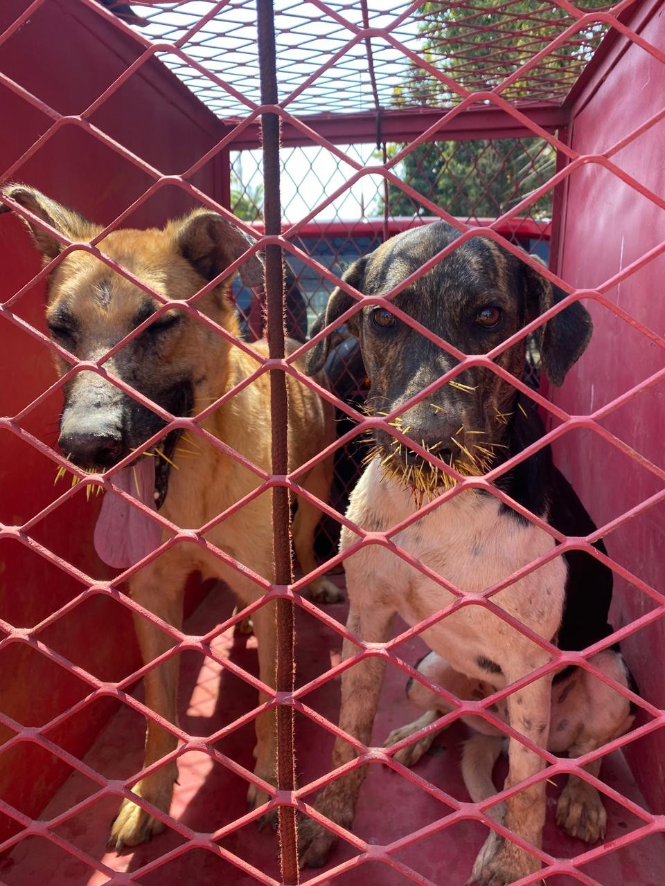 Cachorros ficam feridos com vários espinhos após 'briga' com ouriço-cacheiro em MG