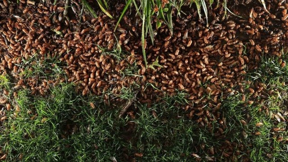 USAR SOMENTE EM CONTEÚDO DA BBC: As cigarras periódicas são acompanhadas por pessoas de todo o planeta devido às suas emergências "deliberadamente teatrais" do solo, em quantidades imensas — Foto: Getty Images via BBC